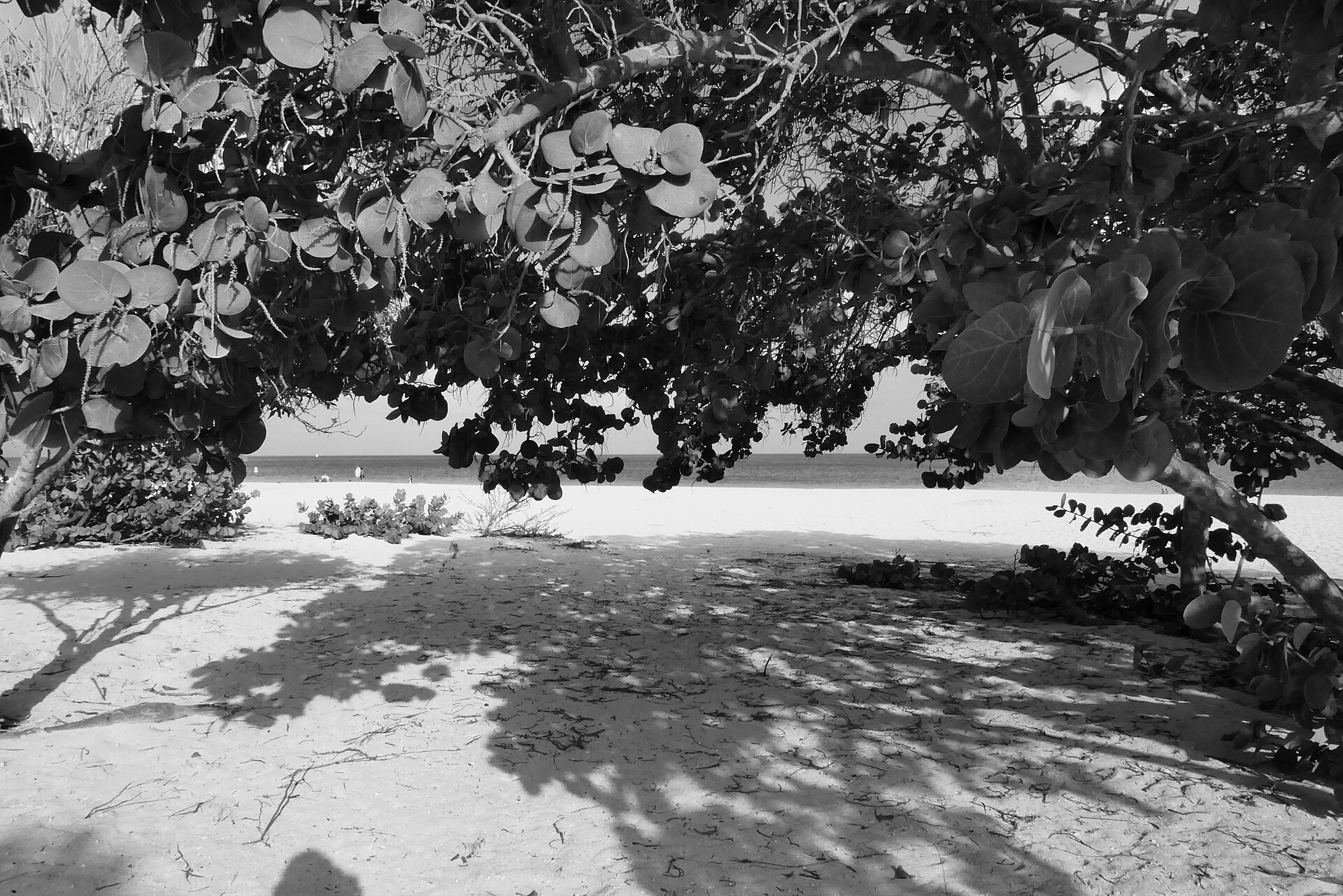 White sand and turquoise water at Eagle Beach in Aruba