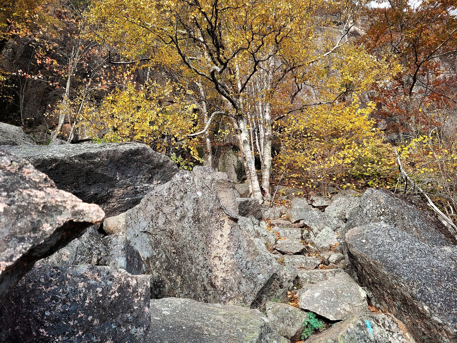 Hikers on the iron rungs of the Precipice Trail in Acadia National Park