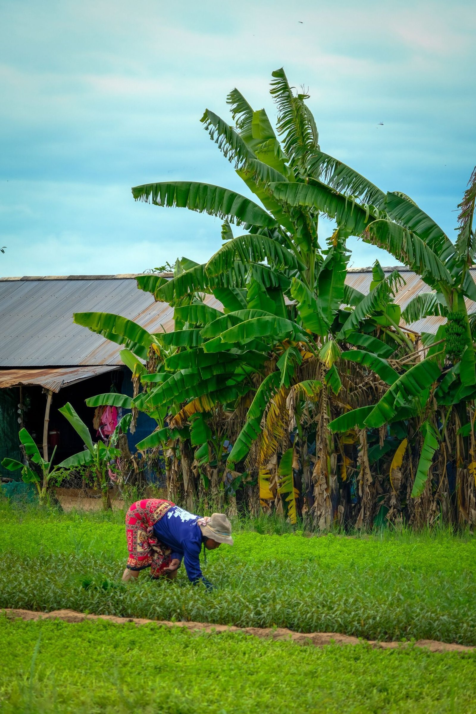 A farmer working in the green countryside outside Siem Reap