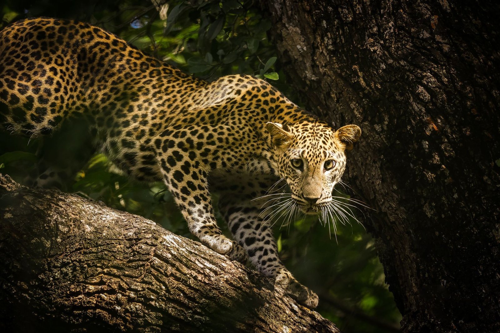 Sri Lankan leopard resting on a tree branch in natural habitat